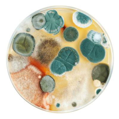 tlg-workplace mold petri dish