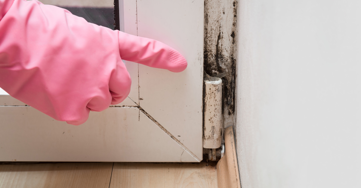 The Importance of Testing for Mold at Your Business